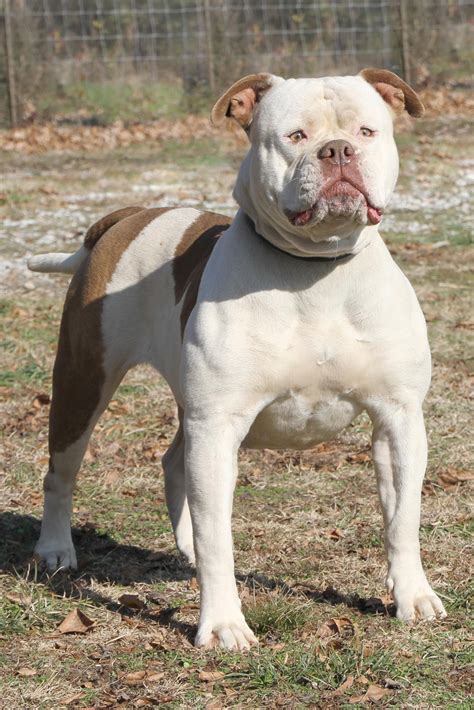  Please throughly research to ensure this breed is the right one for you! We prefer Standard Scott , performance or hybrid type American Bulldogs, especially colored dogs such as fawns, reds and brindles